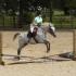 Meridian Equine Offers MTHJA Summer Show Series